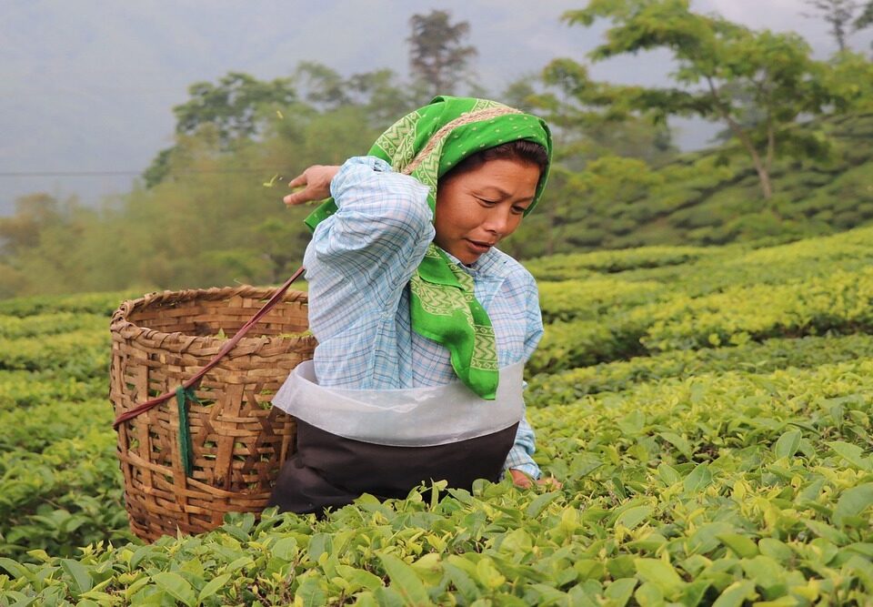 darjeeling tour with travels mantra